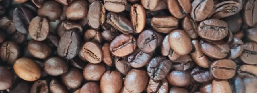 Close-up of roasted coffee beans, some with a shiny, oily surface that coats the burrs of a coffee machine grinder